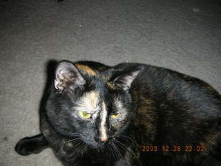 Seventh picture with my new Nikon Coolpix S2 -- Maria - (cat)