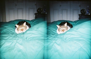 stereo-3D L+R parallel-eye Loreo -- my cat Penny on my bed - (cat)