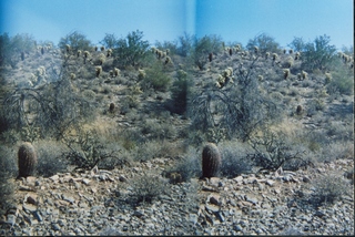 stereo-3D L+R parallel-eye Loreo -- Sonoran desert -- Lost Dog Wash trail