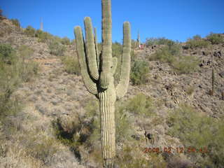 1548 5qc. cactus at Sunrise Trail