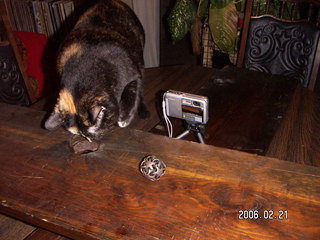 Nikon coolpix on cute, little tripod