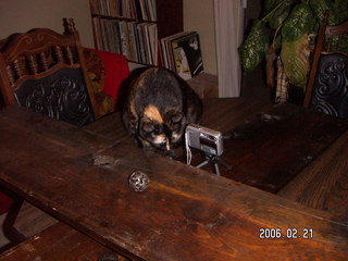 Camera rig for 3-D pictures and Maria the cat - (cat)