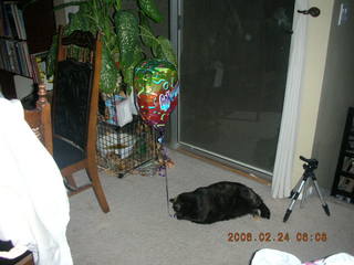 1927 5qq. My cat Maria chasing a balloon - (cat)