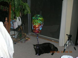 1928 5qq. My cat Maria chasing a balloon - (cat)