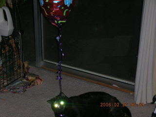 1929 5qq. My cat Maria chasing a balloon - (cat)