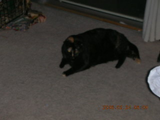 1930 5qq. My cat Maria chasing a balloon - (cat)