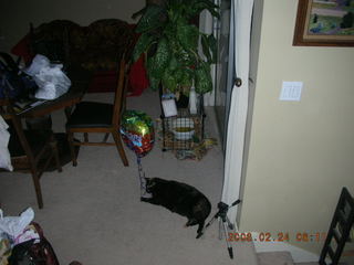 1931 5qq. My cat Maria chasing a balloon - (cat)