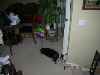 1932 5qq. My cat Maria chasing a balloon - (cat)