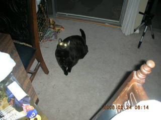 1933 5qq. My cat Maria chasing a balloon - (cat)