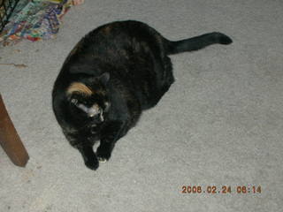 1934 5qq. My cat Maria chasing a balloon - (cat)