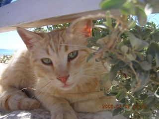 2006 eclipse trip -- Santorini shopping stop -- cat closer-up