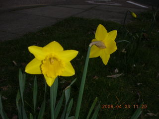 2006 eclipse trip -- London daffodils