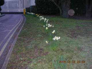 2006 eclipse trip -- London daffodils