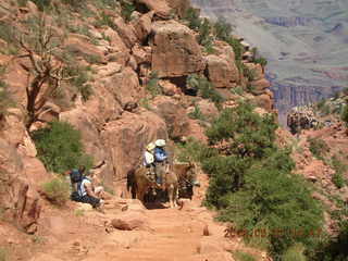 19 5t7. view from South Kaibab trail -- mule pack