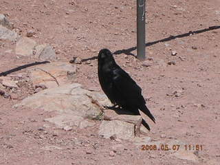 54 5t7. view from South Kaibab trail -- big black bird