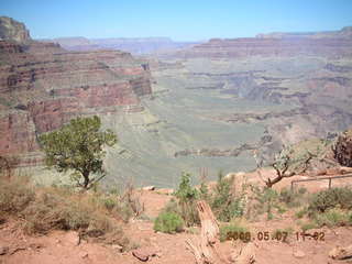 view from South Kaibab trail -- mule from mule pack