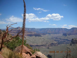 view from South Kaibab trail -- century plant in foreground