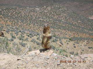 view from South Kaibab trail -- cute squirrel