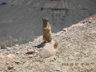 view from South Kaibab trail -- cute squirrel