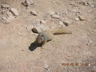 89 5t7. view from South Kaibab trail -- cute squirrel