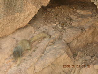 90 5t7. view from South Kaibab trail -- cute squirrel
