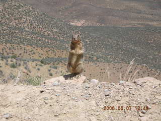 83 5t7. view from South Kaibab trail -- cute squirrel