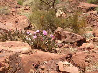 view from South Kaibab trail -- purple flowers