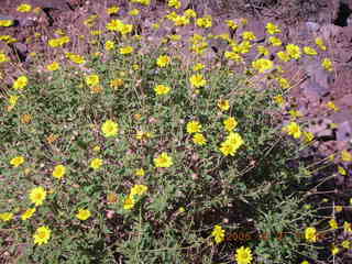 113 5t7. view from South Kaibab trail -- yellow flowers