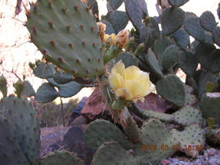 150 5t7. North Kaibab trail from Phantom Ranch -- yellow flower