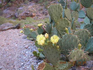 151 5t7. North Kaibab trail from Phantom Ranch -- yellow flowers