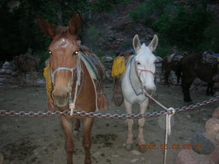 4 5t8. mules at Phantom Ranch