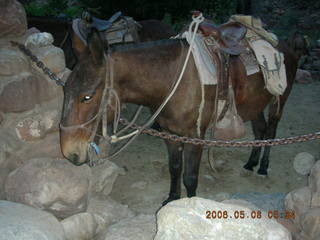 5 5t8. mules at Phantom Ranch