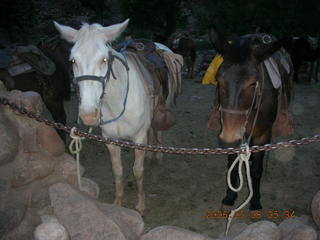 6 5t8. mules at Phantom Ranch
