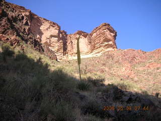 49 5t8. view from Bright Angel trail -- century plant