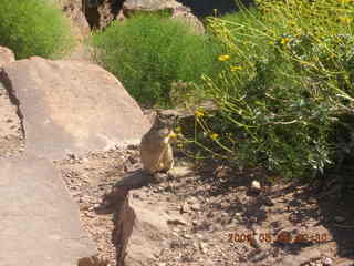 trail to Plateau Point -- cute squirrel