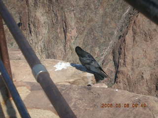 104 5t8. Plateau Point -- large black bird