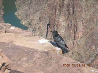 Plateau Point -- Mighty Colorado River -- Adam on rock ledge