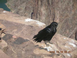 Plateau Point -- large black bird