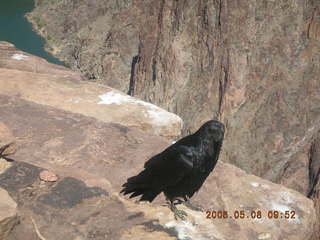 Plateau Point -- large black bird