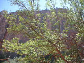 149 5t8. view from Bright Angel trail