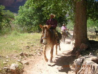 125 5t8. trail from Plateau Point -- mule and rider