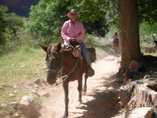 126 5t8. trail from Plateau Point -- mule and rider