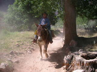 127 5t8. trail from Plateau Point -- mule and rider