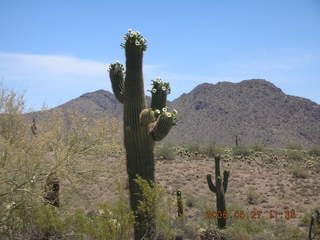 Lost Dog Wash -- saguaro cactus in bloom