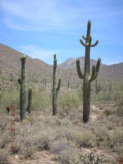 Lost Dog Wash -- two-level saguaro cactus