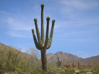 Lost Dog Wash -- many-armed saguaro cactus in bloom