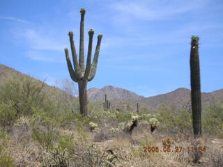 Lost Dog Wash -- many-arms saguaro cactus