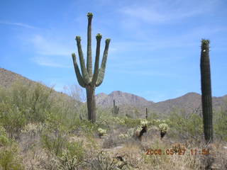 Lost Dog Wash -- many-armed saguaro cactus