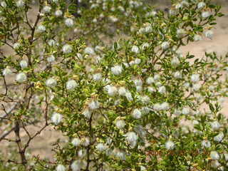 Lost Dog Wash -- blooming bush