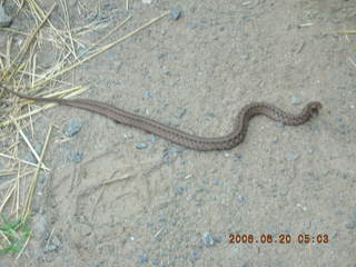 1 5us. Snake in Lorimar Park